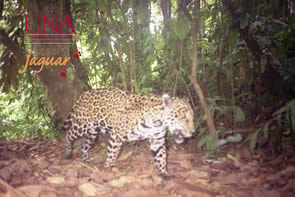 Jaguar 21
